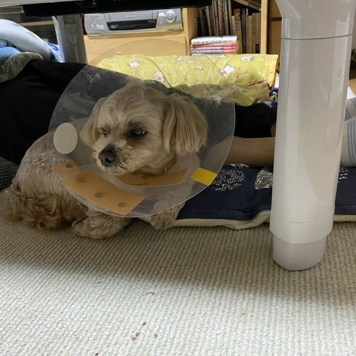 E2352424 9afa 49e7 bd1f cb7ab2b5208b 1590142552084