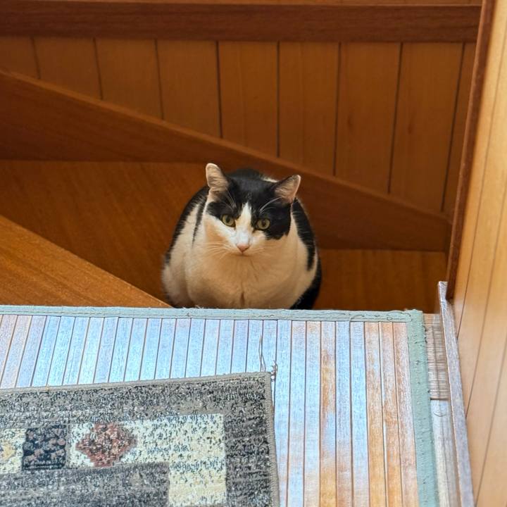 E239b9e9 5f81 48a0 bd03 43777f9e607f 1744166633451