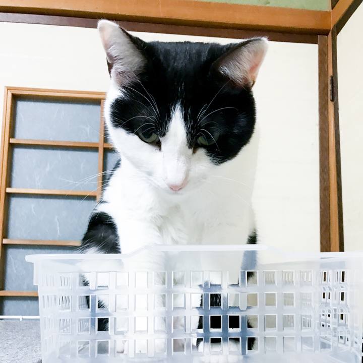 E23b9215 c258 4c2a 823d f60481e945af 1516028853502