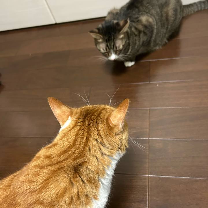 E23c0529 479e 4e24 a814 b3596ba470e8 1760690148623