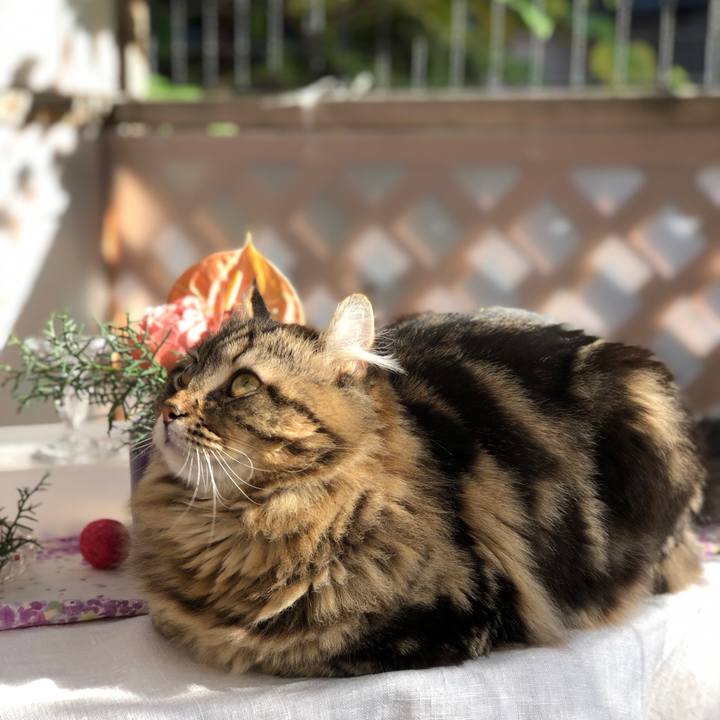 E241d95b 42cc 47c0 904e 96a4f7fdafae 1574116262687