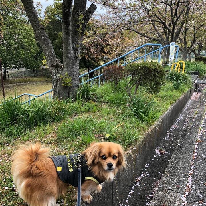 E2447b5c 9f3d 4c87 8ea4 7c88209d2e1c 1555456216238