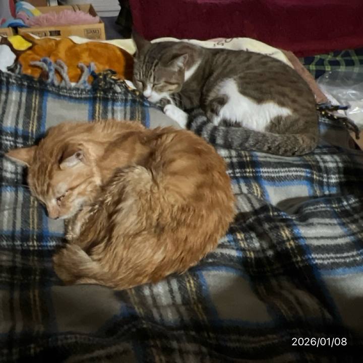 E247257e 8664 403d ba2c 4eb6862f6ac6 1767909845635