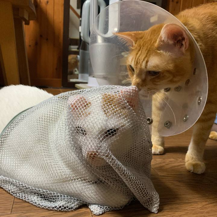 E2479a7c bb6e 433c 831e 463c8bdbd936 1631804257601