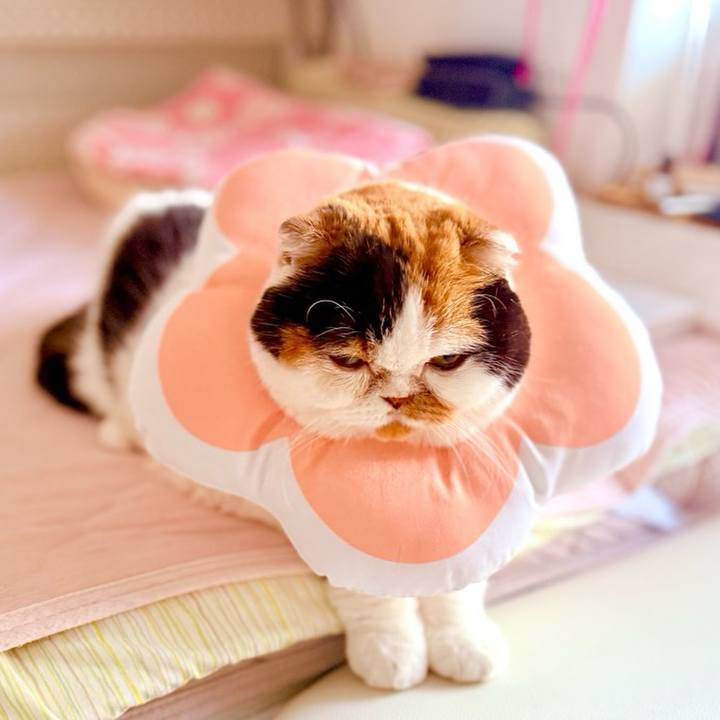 E2495a89 a563 4de2 ab5f c79bdeaa10b4 1749373259916