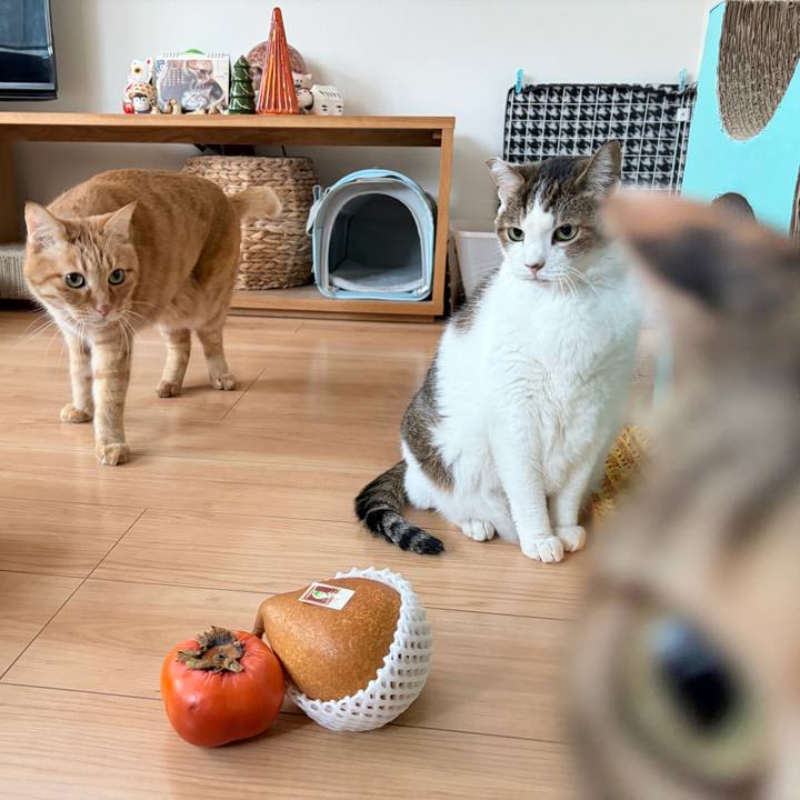 E24bcc2e cded 4d27 bc89 8e5ac397a01b 1765063786459