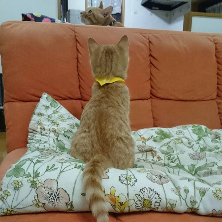 E24de005 485e 4a93 938f 1539205805e5 1541859614608