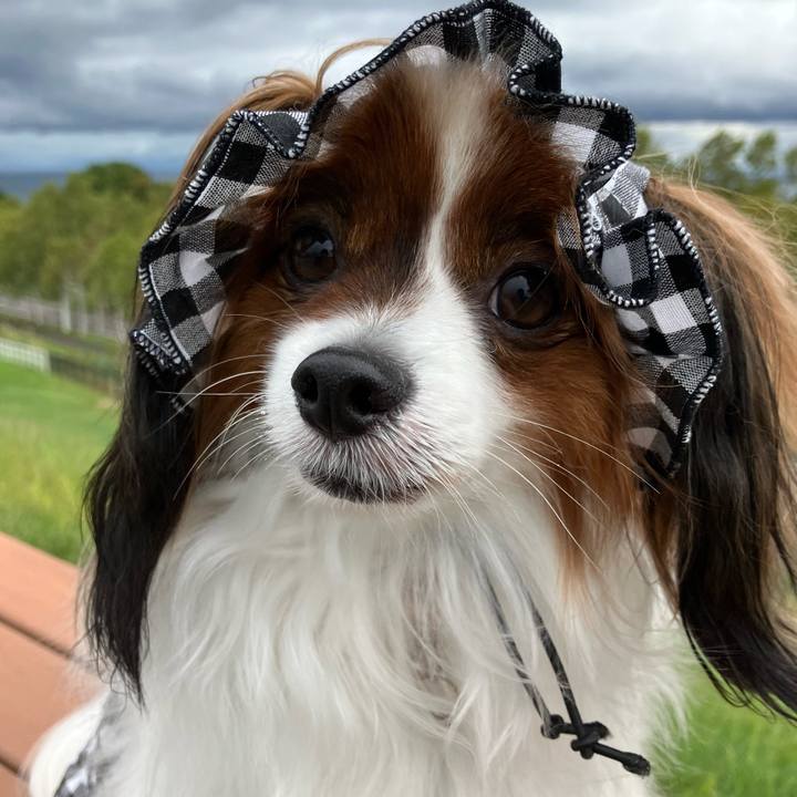 E25457ed 078a 4fcf 8eca fcff2a09f064 1726369081738