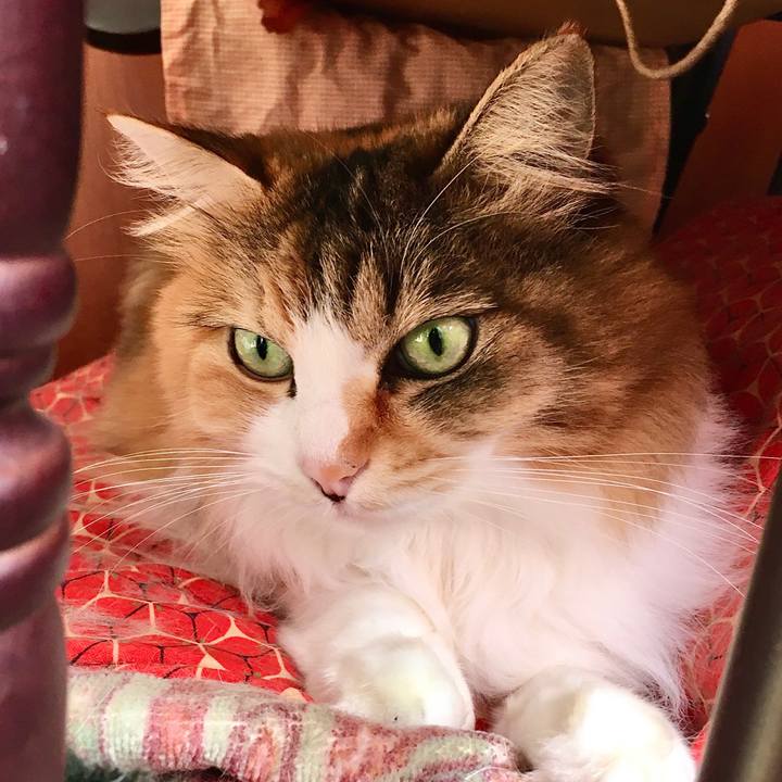 E2547f47 7ae5 460e acd8 d69520b816c1 1572922852861