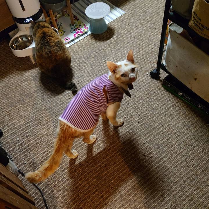 E255d374 9f4f 4eed a48d 5c6498c8521b 1774343801466