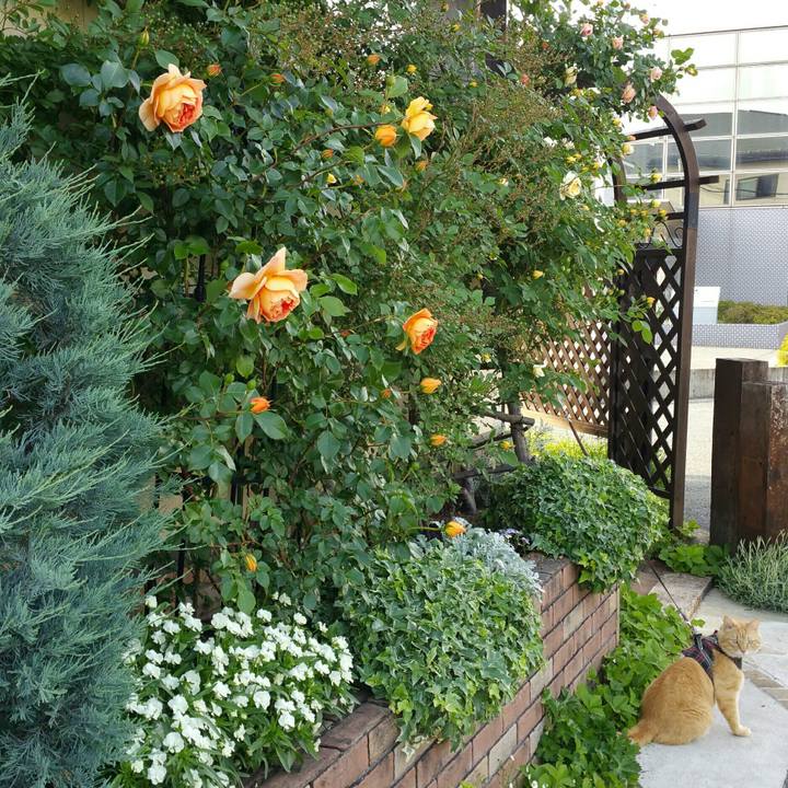 E2561e3d bfd5 44e9 9532 0a05f207768c 1526890991734