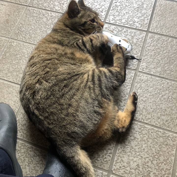 E257bf46 b5d0 4d74 9807 4b86985535d4 1553177747723