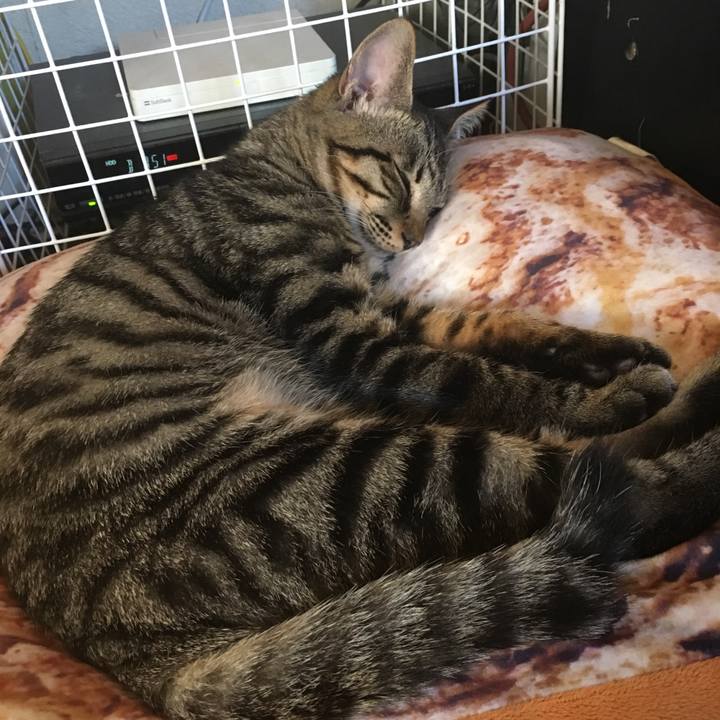 E257dc48 30f9 48d8 80ca 4a18a4751f01 1541298009646