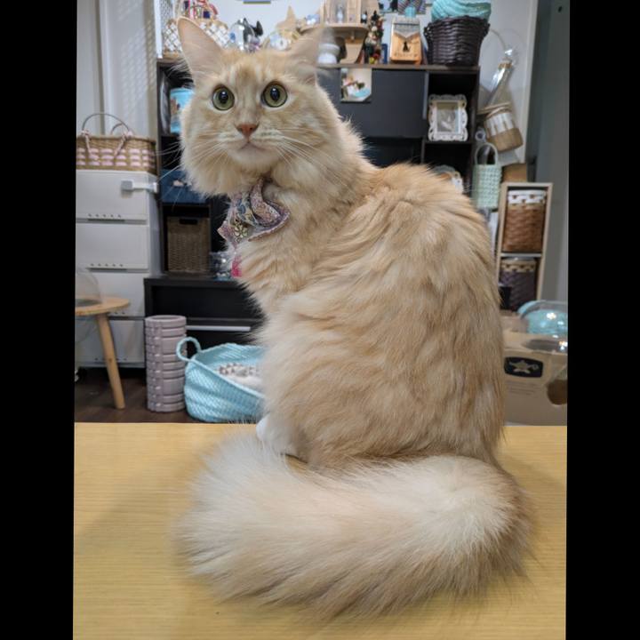 E25964bc 4f4f 4d2c 9ad0 dbce787d61ae 1762337930397