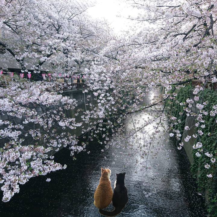 E25a5206 f325 4dc4 bbba e447922301cd 1554768443840