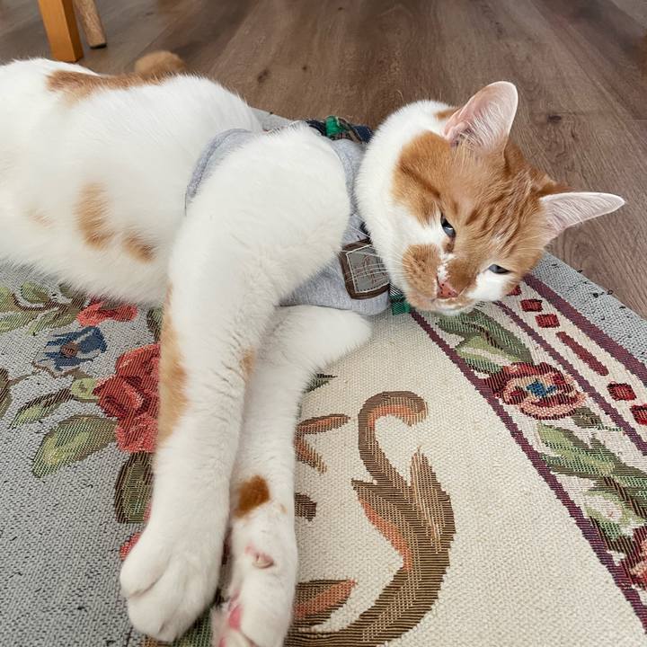 E25e5d9d 5d00 41ff 9815 f8099c90a285 1637996887306