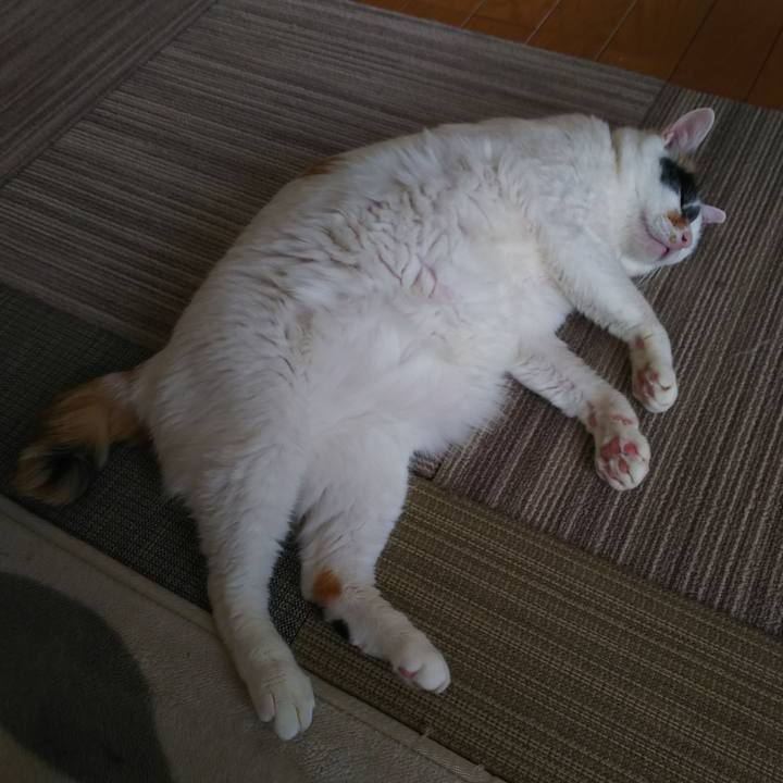 E25ef83f 5ab9 4bc7 b1a0 0afcded1f33f 1552954002832