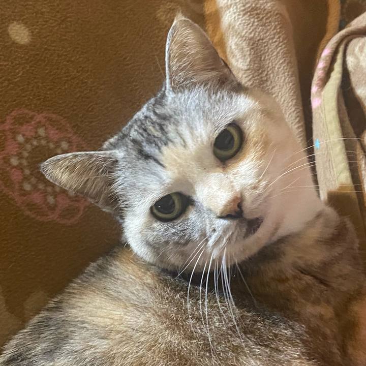 E261c047 7014 4c52 add3 1e3d35162f54 1742311136789