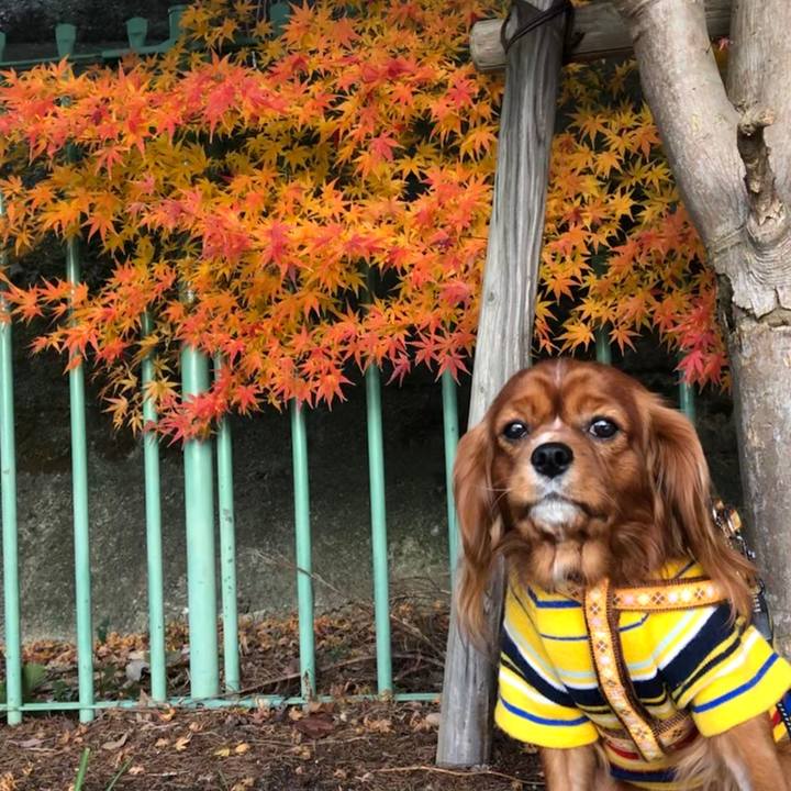 E264d518 0a75 41c9 aeb5 36bbafa76d59 1576299204136