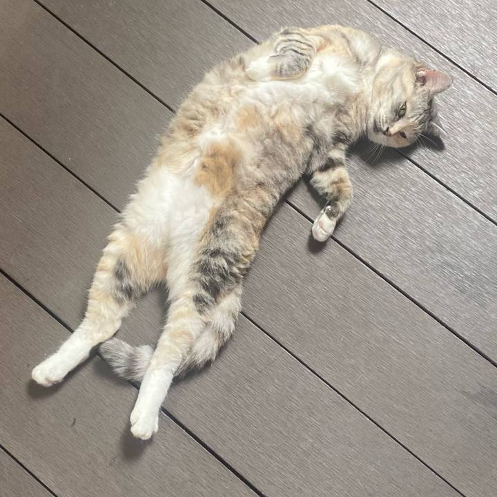 E2680bcc cc96 4826 a2d4 39bb3598063e 1722292906382