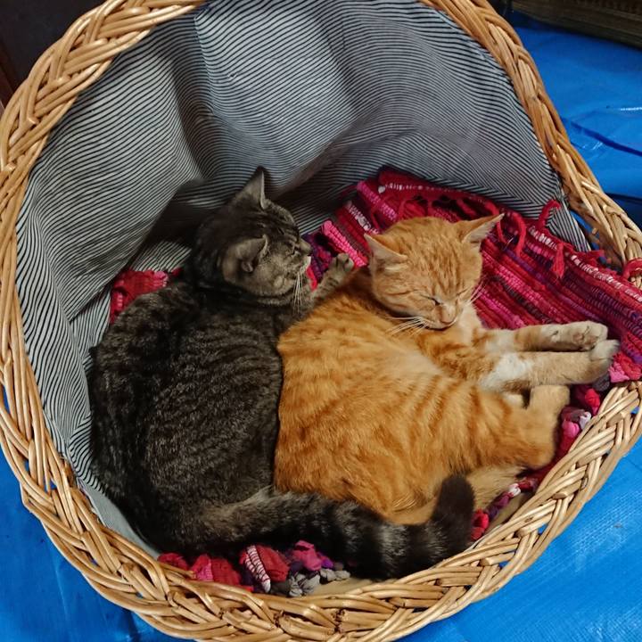 E26fac34 d92e 43ad 81fd 6f6b3a2fc3e2 1558130147022