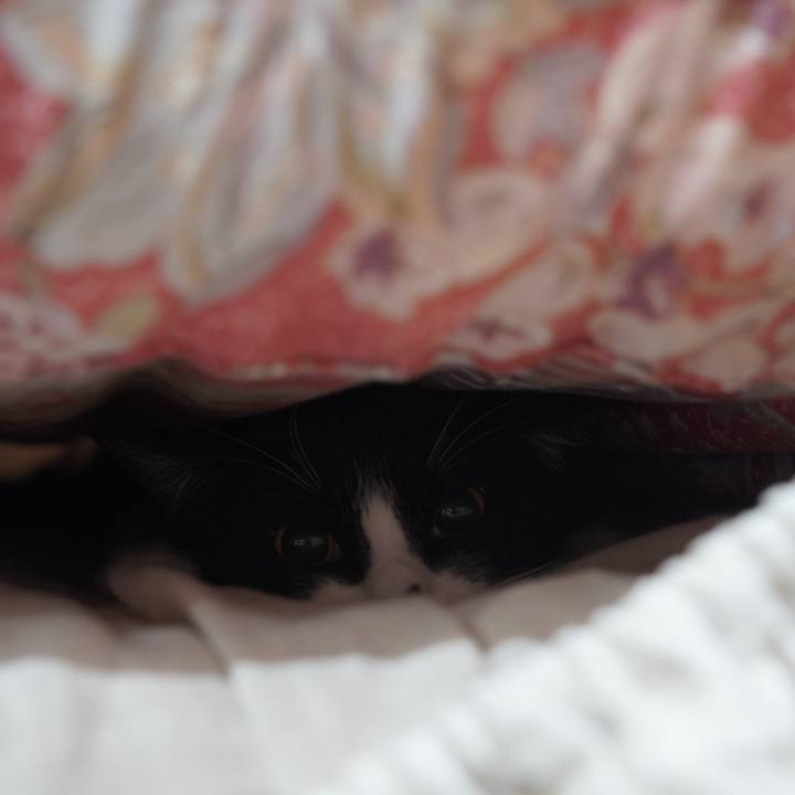 E26feee9 4475 4ca9 88f8 2506ff6ec6f9 1598190996445