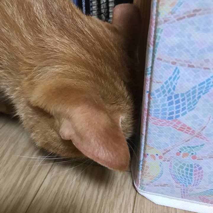 E271c1f6 d93b 4b10 9608 277c1fe4bbe4 1532354027642