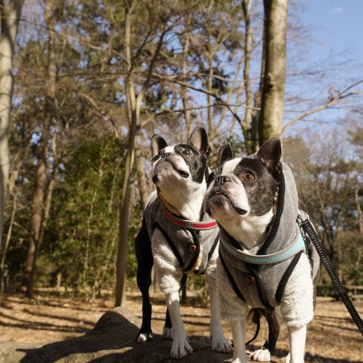 E272062a 8b55 4f44 93f2 8229f7cccd51 1517740562503