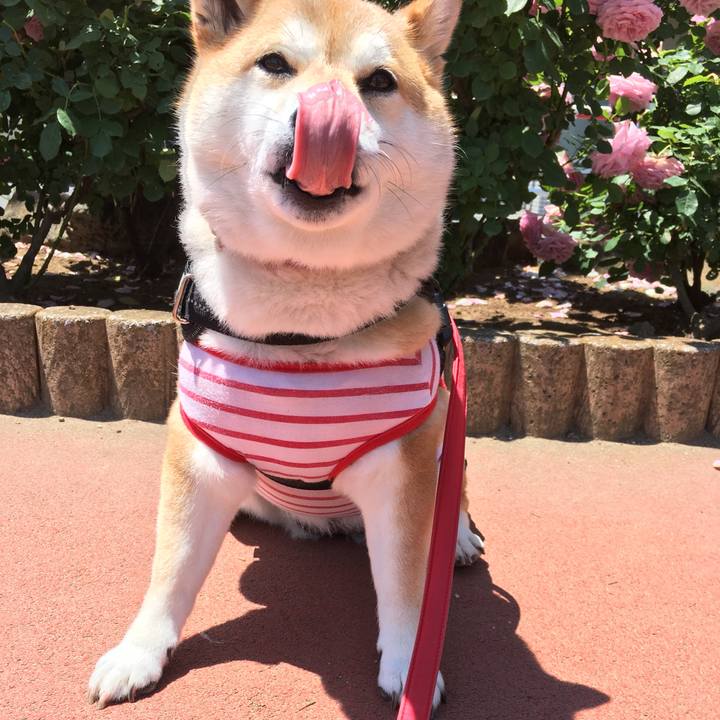 E272a53e a160 4ff3 81df 1ebc42a28d2d 1589435000049