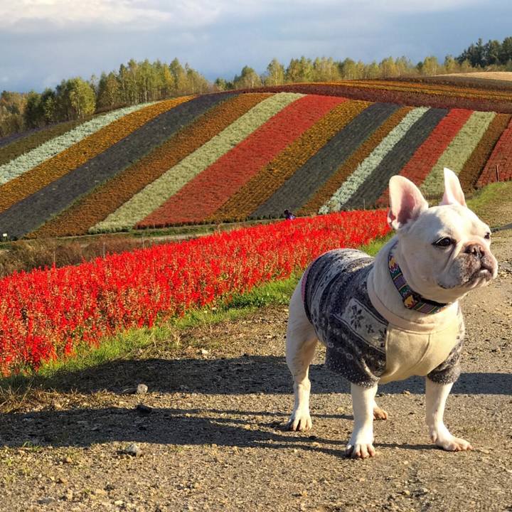 E2734ac8 230a 4e57 b764 a891e5dda880 1508222298776