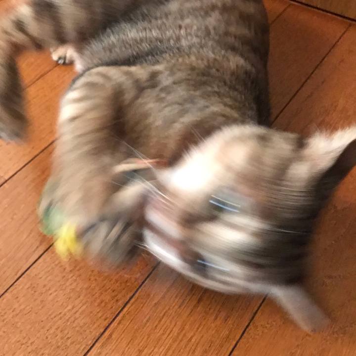 E274b500 78a9 4b8a bce9 f0c766dc4eb0 1587959519448