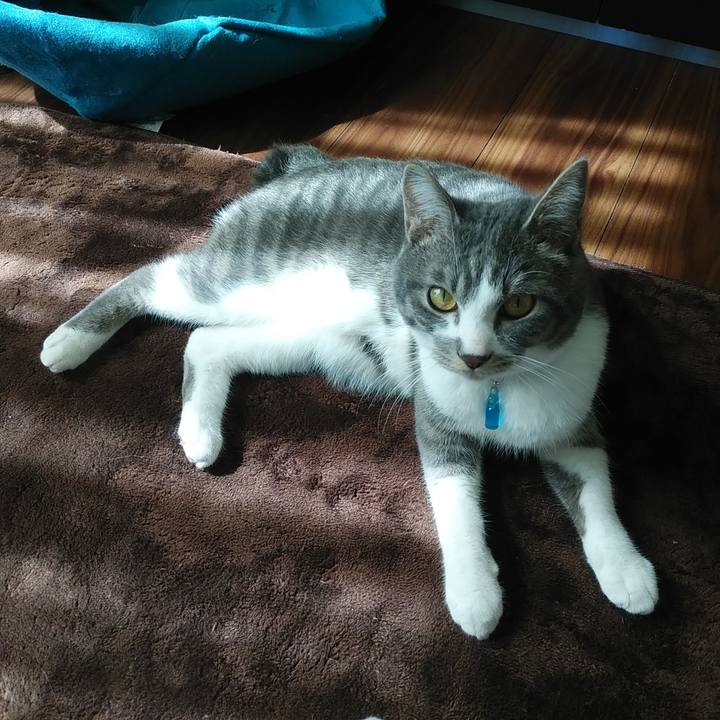 E276ced5 1b04 46c4 a5e9 ad638184f00c 1583462648651