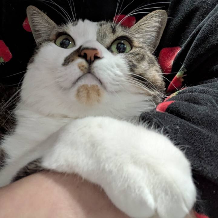 E2779dfa 0faa 4ded ab75 e420259bf851 1770982647125