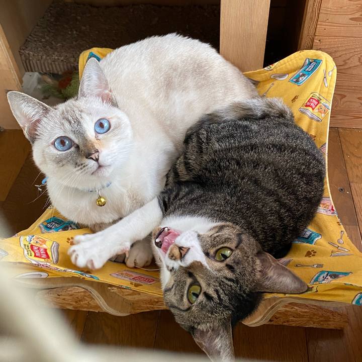 E284d269 18b1 43c4 8b10 6a0cca92ed40 1663895771298