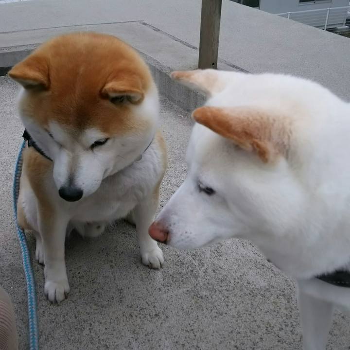 E284ede0 3976 4888 986e c065f67cf045 1523785151952