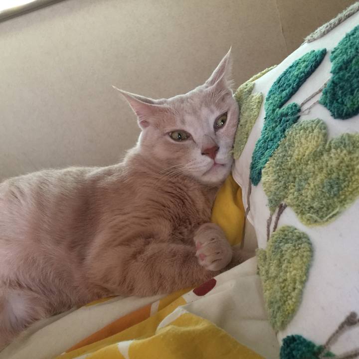 E28afeb7 386d 4aa0 822f 4d503950a8a7 1539040114172