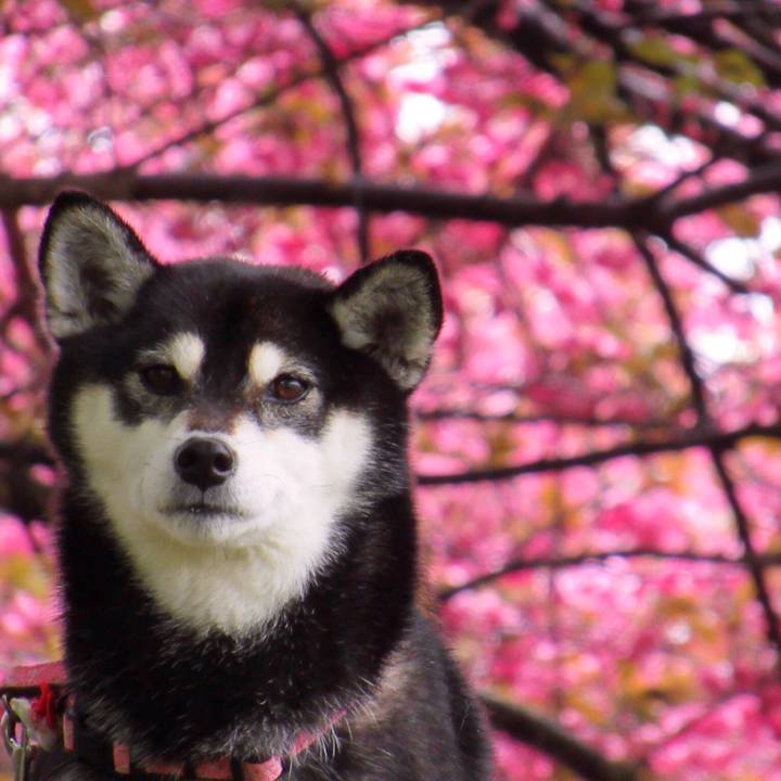 E28c6a6a 7f30 4d32 bc25 4580f226b593 1556327711225