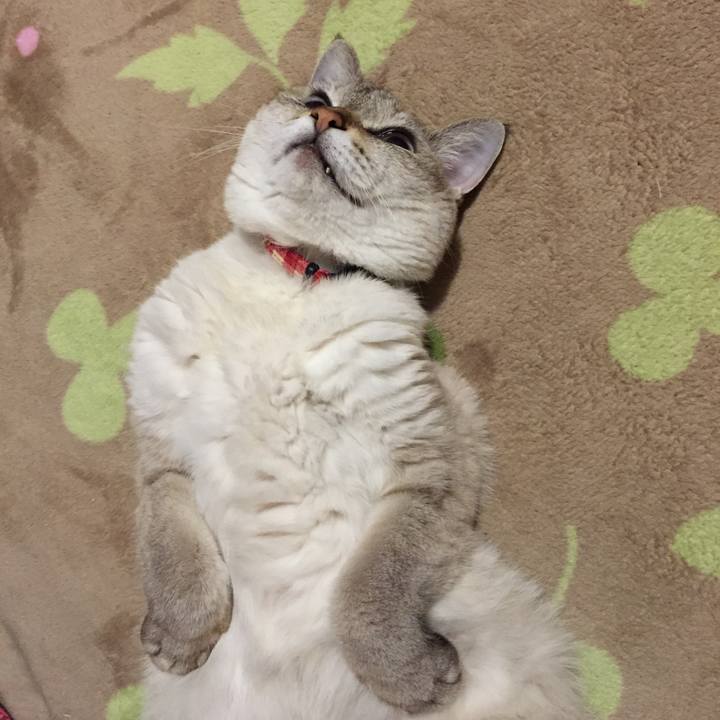 E28cfaee d40c 4fa7 aa0a dff3f9a412d7 1542797754638