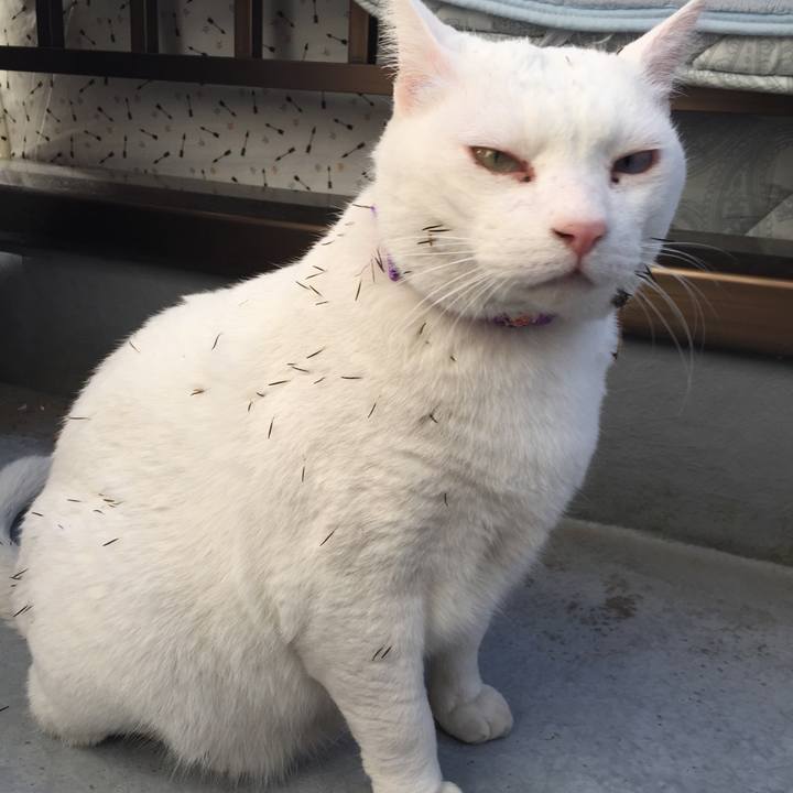 E29a022a 9ec9 4271 80bd bd7eed299802 1546226825292