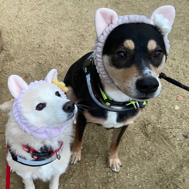 E2a146d5 f73f 4ed6 a95a 7b37c03254e8 1672045934720