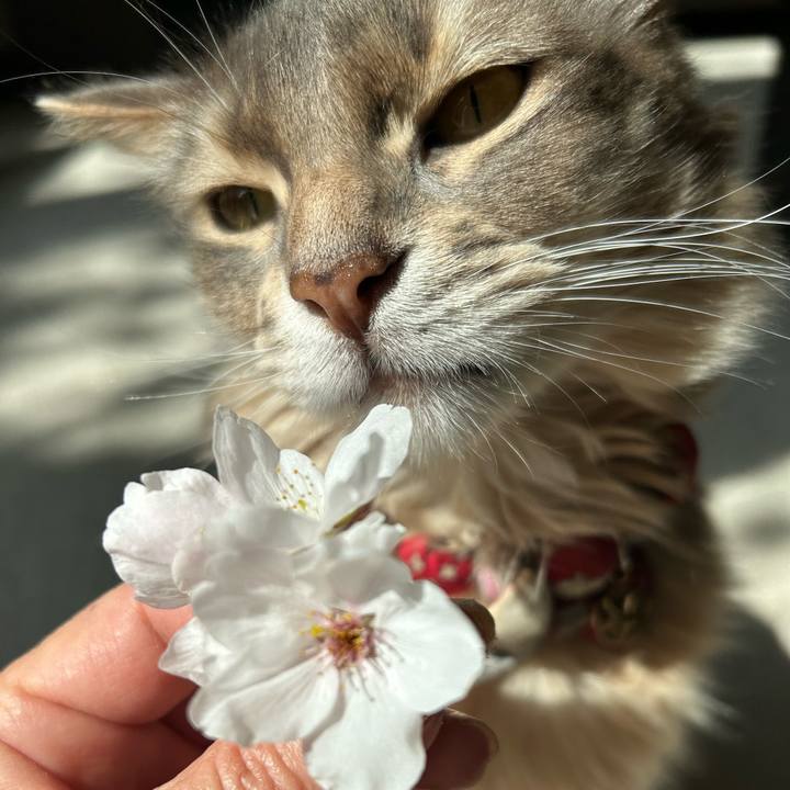 E2a17656 408c 4916 aea4 4e9a1f5cc909 1774172747854