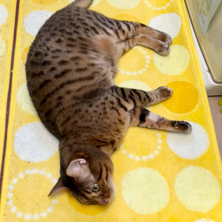 E2a1f32d fdd1 4691 aaae b4e6caec7499 1651286485940