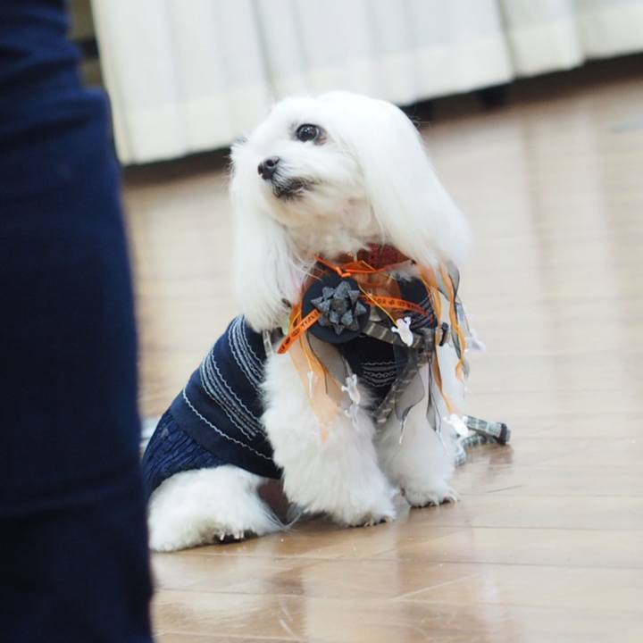 E2a3ae7c 1e7f 4e41 b831 994a50e5ccf7 1539348845403