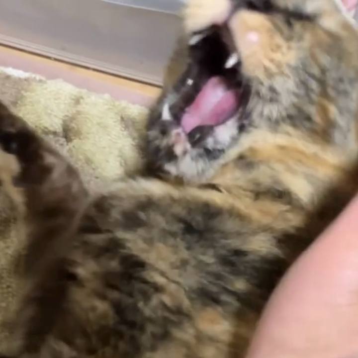 E2a506fc 44b9 4e04 b43e 96429fdae8fd 1743539924747