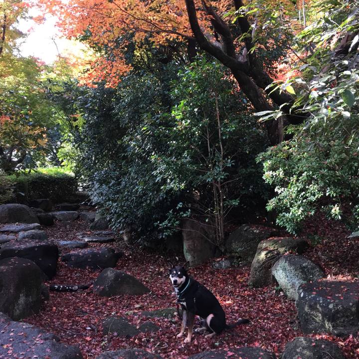 E2a5dc08 0fda 46cb 9d2e 894ceae917d7 1511415781824