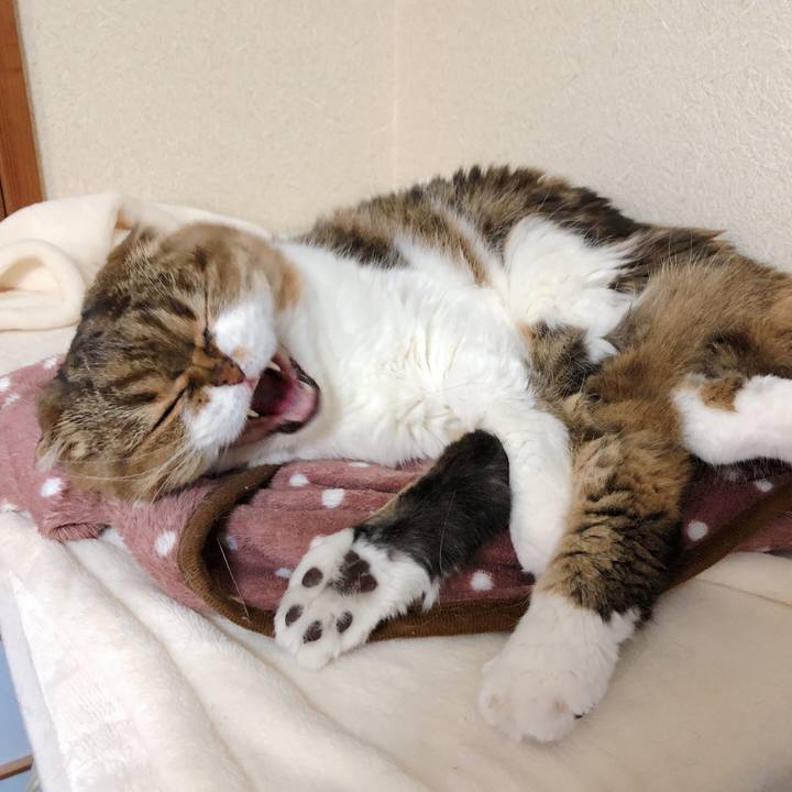 E2a71cdc cb1e 4c47 a44b afcb96c842ed 1589016005285