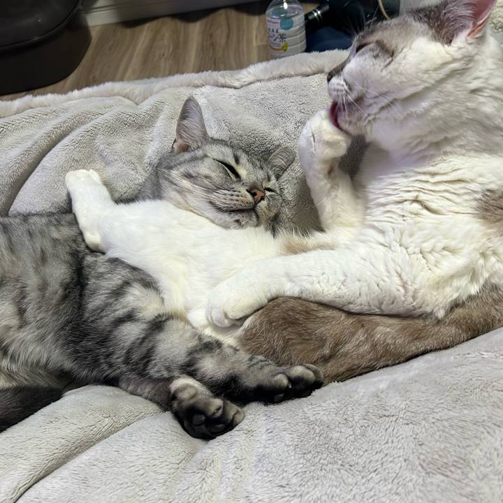 E2a783e4 baf7 4a0a 930c ac88acf69a59 1706605987470