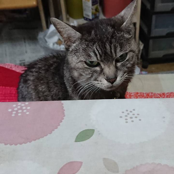 E2b08c55 a20e 42c8 89db c2ccad51e7cb 1553550365955