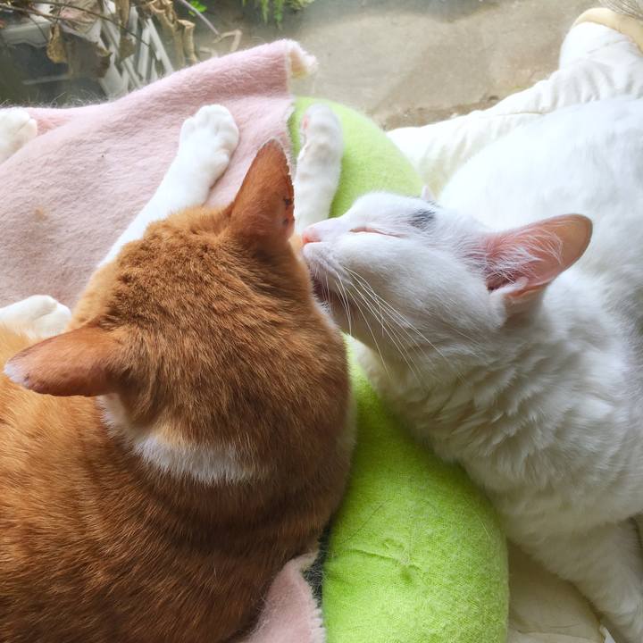 E2b8ca2c d139 405a 9eab 0289b1235c4f 1562997845096