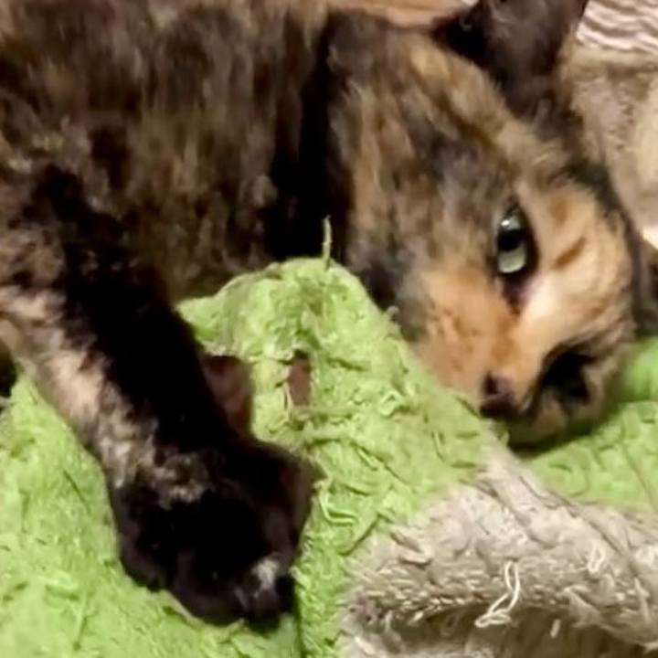 E2b8ce69 86b1 458b 99a6 5033fa5da2f8 1743797593862